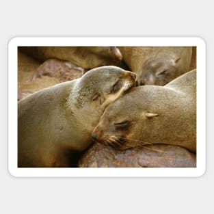 'Cuddling Cousins' - Cape Fur Seals Sticker